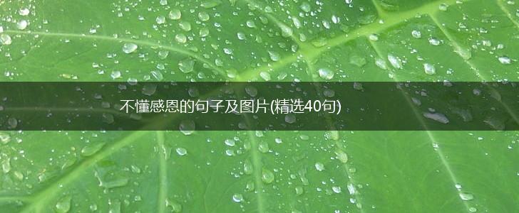 不懂感恩的句子及图片(精选40句),第1张