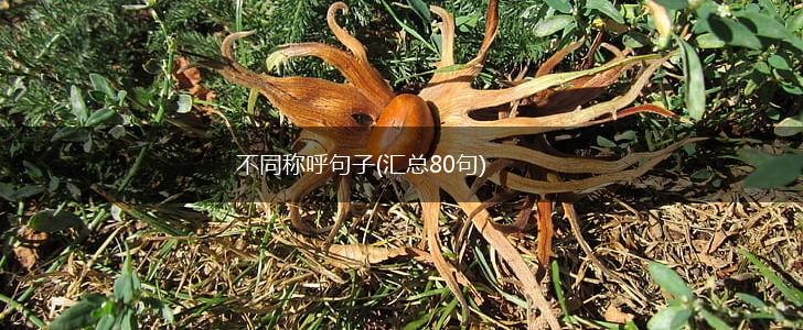 不同称呼句子(汇总80句),第1张