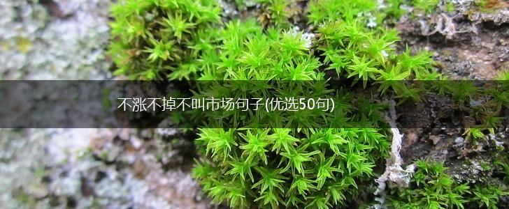 不涨不掉不叫市场句子(优选50句),第1张