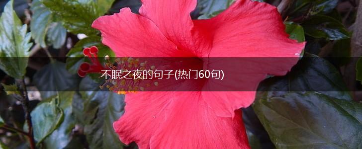 不眠之夜的句子(热门60句),第1张