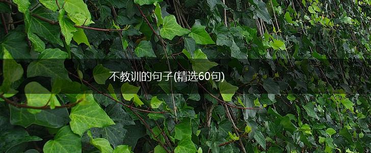 不教训的句子(精选60句),第1张