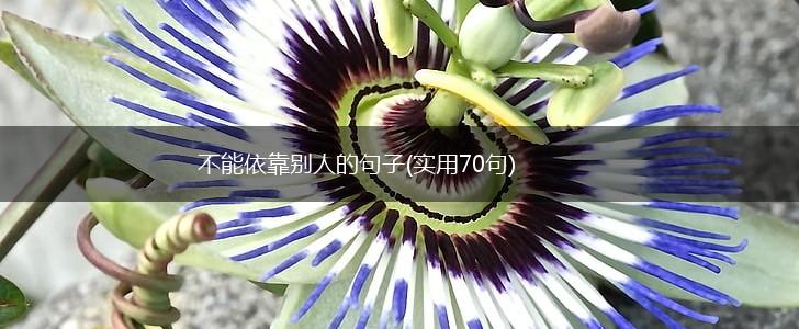 不能依靠别人的句子(实用70句),第1张