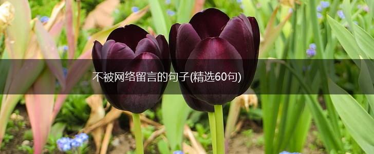 不被网络留言的句子(精选60句),第1张