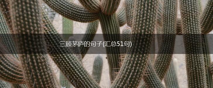 三顾茅庐的句子(汇总51句),第1张