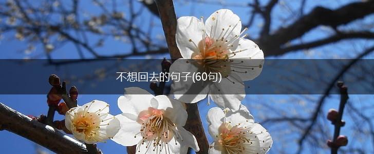 不想回去的句子(60句),第1张