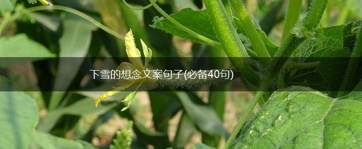 下雪的想念文案句子(必备40句),第1张