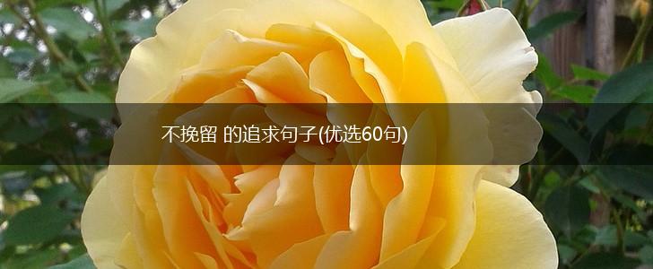 不挽留 的追求句子(优选60句),第1张