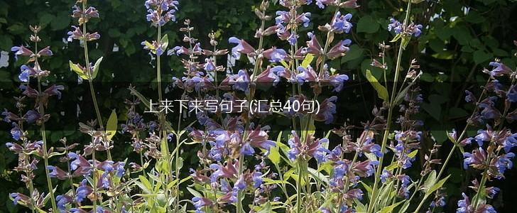 上来下来写句子(汇总40句),第1张