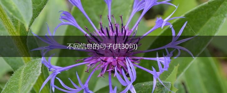 不回信息的句子(共30句),第1张