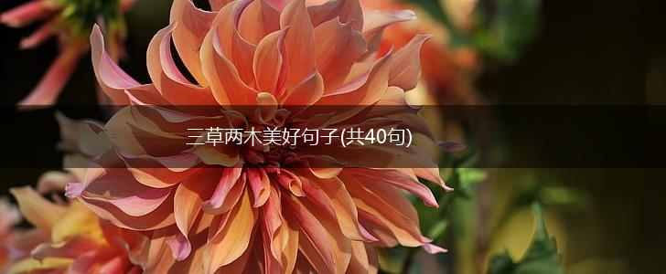 三草两木美好句子(共40句),第1张