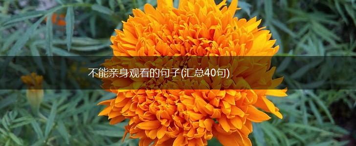 不能亲身观看的句子(汇总40句),第1张