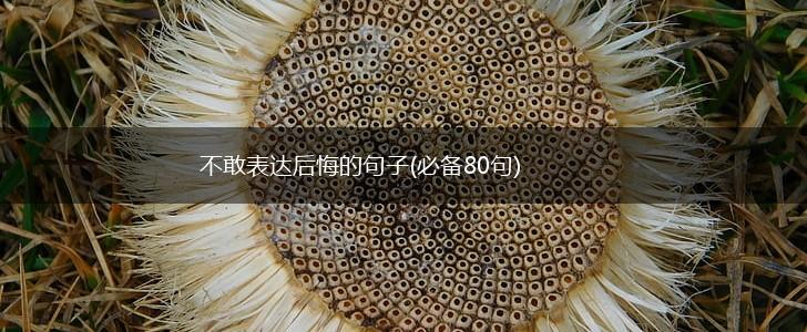 不敢表达后悔的句子(必备80句),第1张