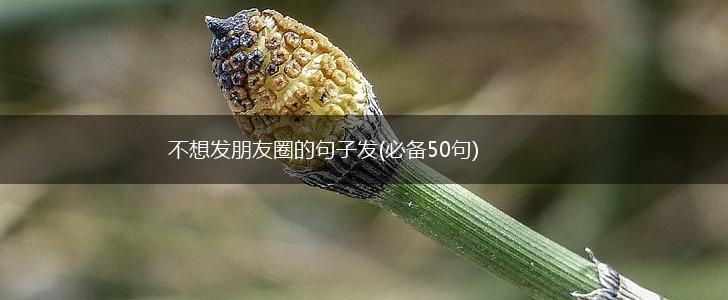 不想发朋友圈的句子发(必备50句),第1张 不想发朋友圈的句子发(必备50句),第1张