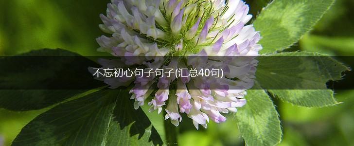 不忘初心句子句子(汇总40句),第1张