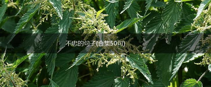 不忠的句子(合集50句),第1张