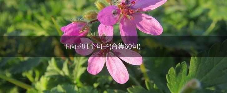 下面的几个句子(合集60句),第1张