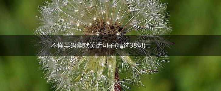 不懂英语幽默笑话句子(精选38句),第1张