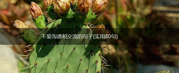 不爱沟通和交流的句子(实用80句),第1张