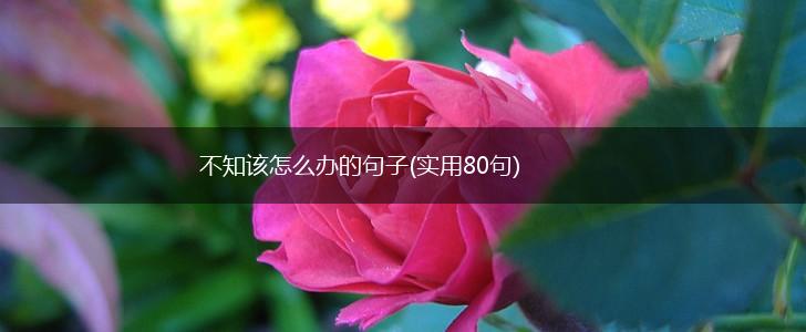 不知该怎么办的句子(实用80句),第1张