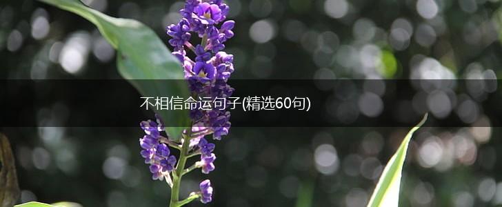 不相信命运句子(精选60句),第1张