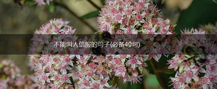 不能叫人信服的句子(必备40句),第1张