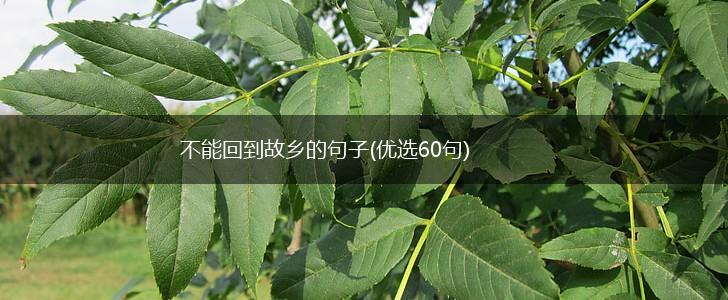 不能回到故乡的句子(优选60句),第1张