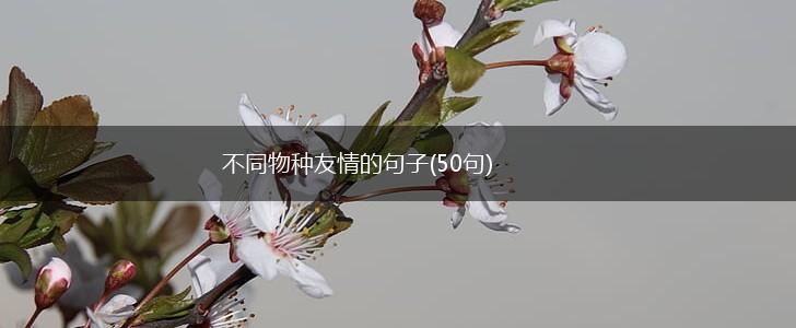 不同物种友情的句子(50句),第1张