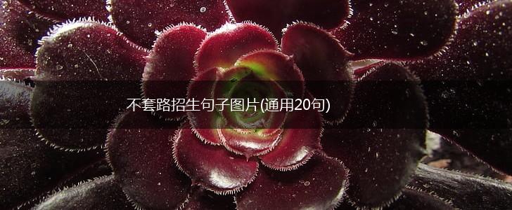 不套路招生句子图片(通用20句),第1张