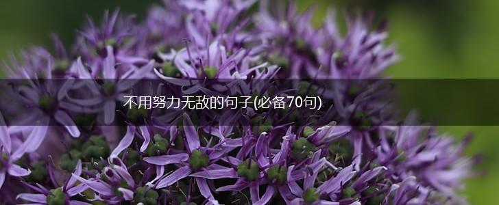 不用努力无敌的句子(必备70句),第1张