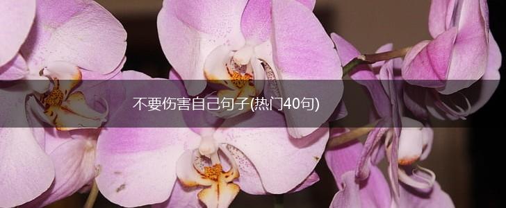 不要伤害自己句子(热门40句),第1张