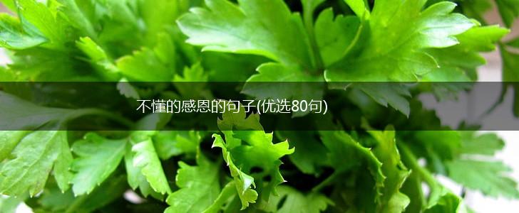 不懂的感恩的句子(优选80句),第1张