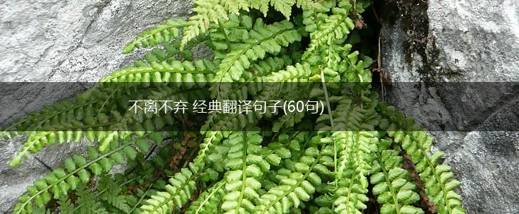不离不弃 经典翻译句子(60句),第1张