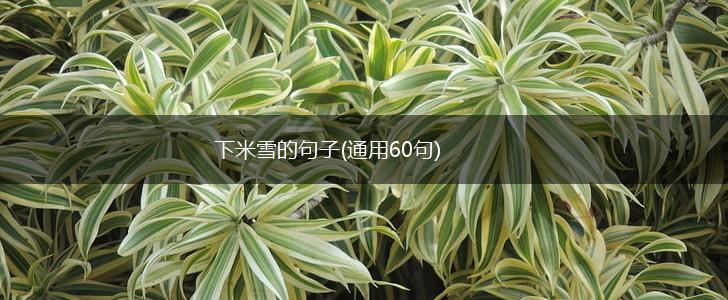 下米雪的句子(通用60句),第1张