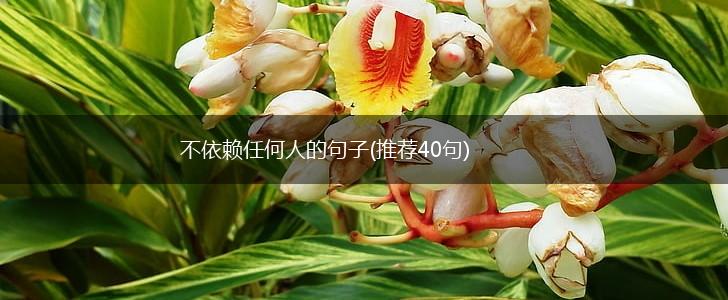 不依赖任何人的句子(推荐40句),第1张