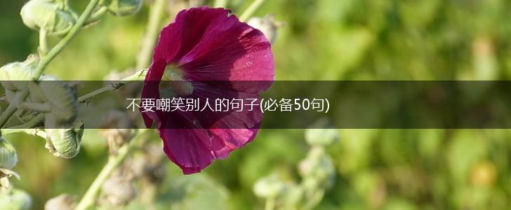 不要嘲笑别人的句子(必备50句),第1张