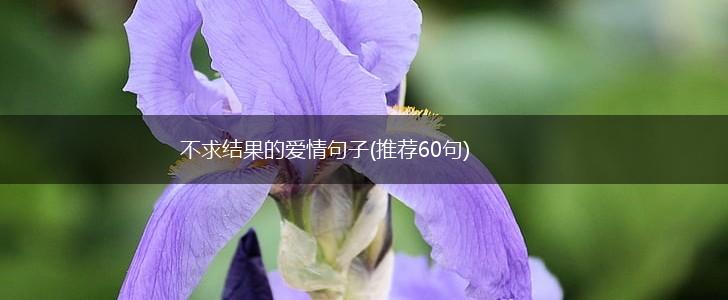 不求结果的爱情句子(推荐60句),第1张