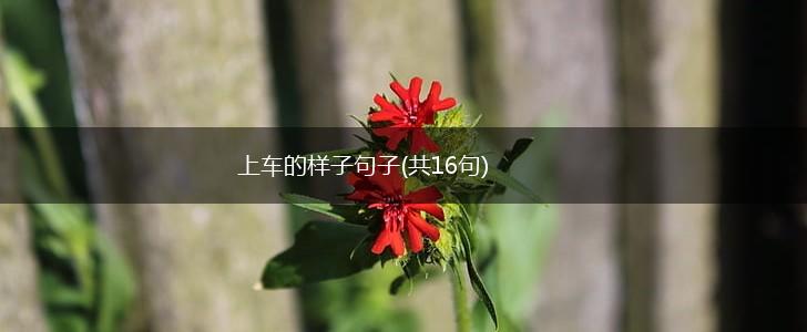 上车的样子句子(共16句),第1张