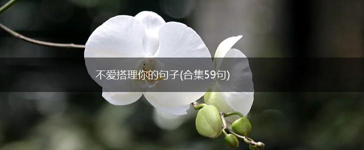 不爱搭理你的句子(合集59句),第1张 不爱搭理你的句子(合集59句),第1张