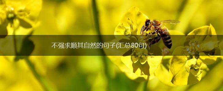 不强求顺其自然的句子(汇总80句),第1张
