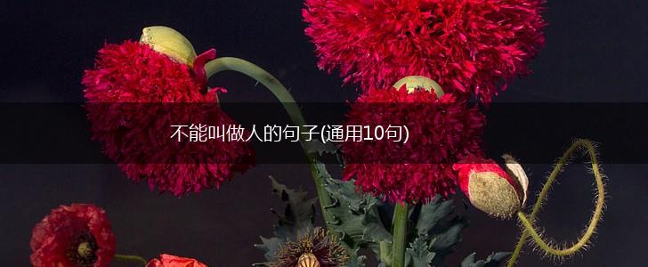 不能叫做人的句子(通用10句),第1张