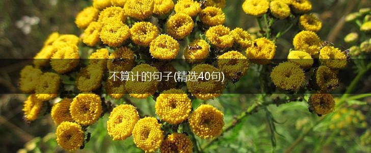 不算计的句子(精选40句),第1张