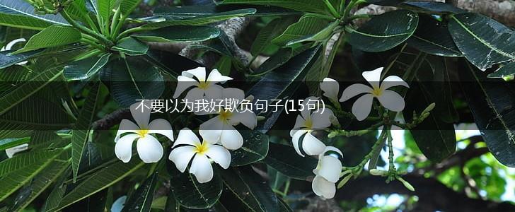 不要以为我好欺负句子(15句),第1张