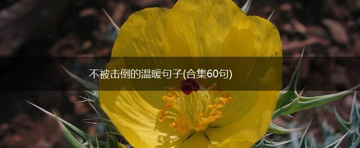 不被击倒的温暖句子(合集60句),第1张