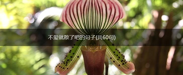 不爱就散了吧的句子(共60句),第1张