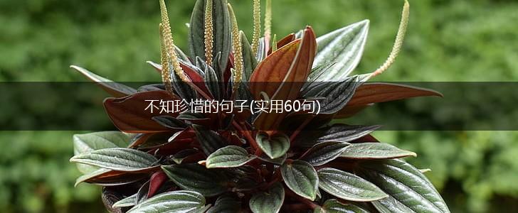 不知珍惜的句子(实用60句),第1张