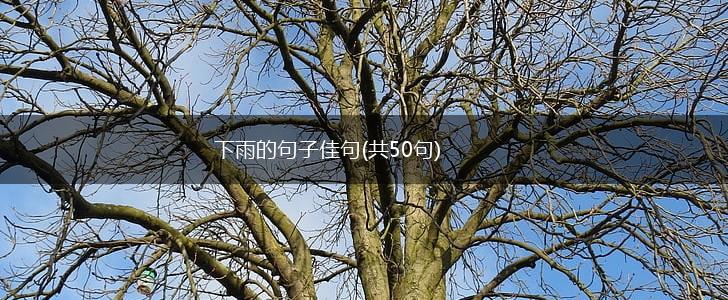 下雨的句子佳句(共50句),第1张