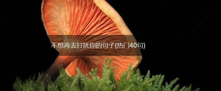 不想再去打扰你的句子(热门40句),第1张