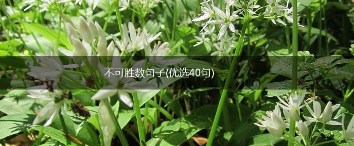 不可胜数句子(优选40句),第1张