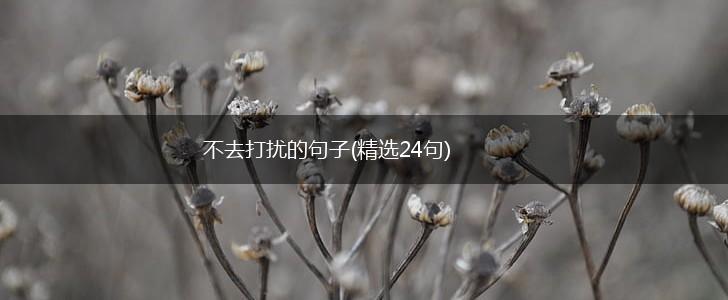 不去打扰的句子(精选24句),第1张