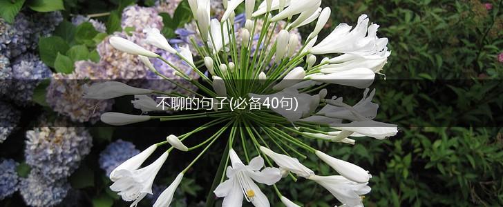 不聊的句子(必备40句),第1张